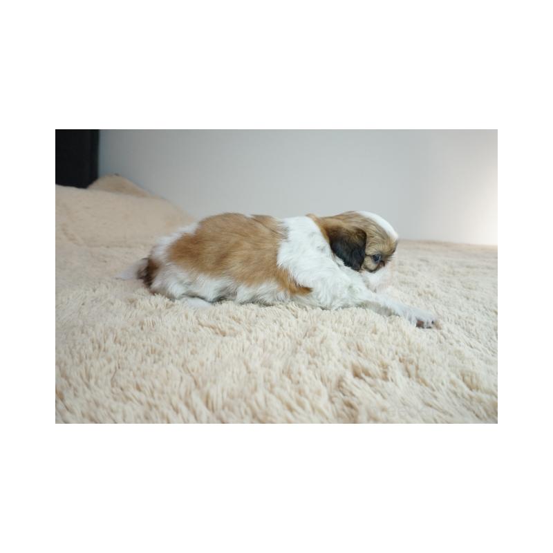 販売中の奈良県のシーズー-426791の3枚目