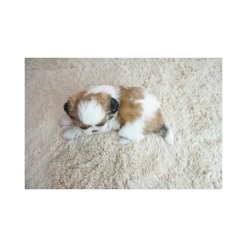 販売中の奈良県のシーズー-426791の2枚目