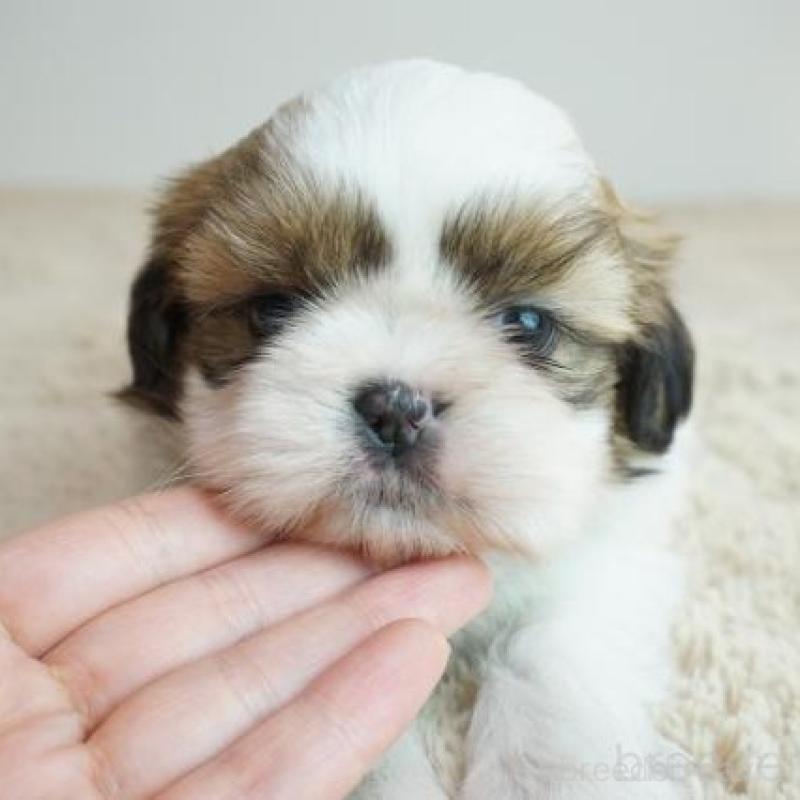 販売中の奈良県のシーズー-426791