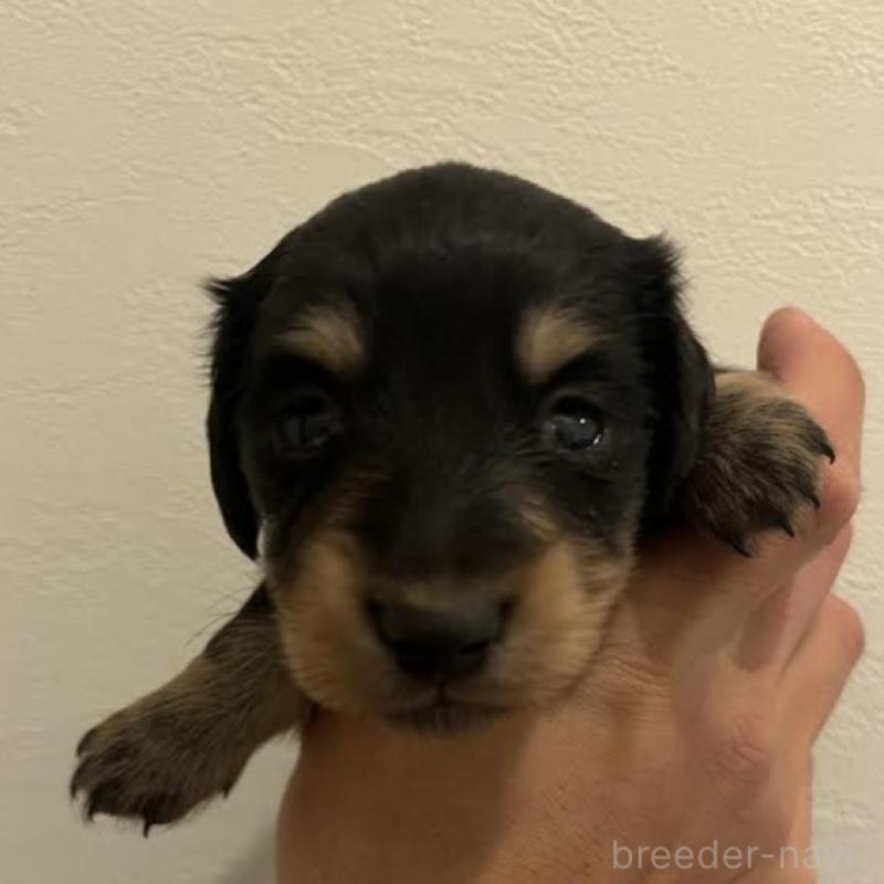 販売中の群馬県のカニンヘンダックスフンド(ロングヘアード)-426792の6枚目