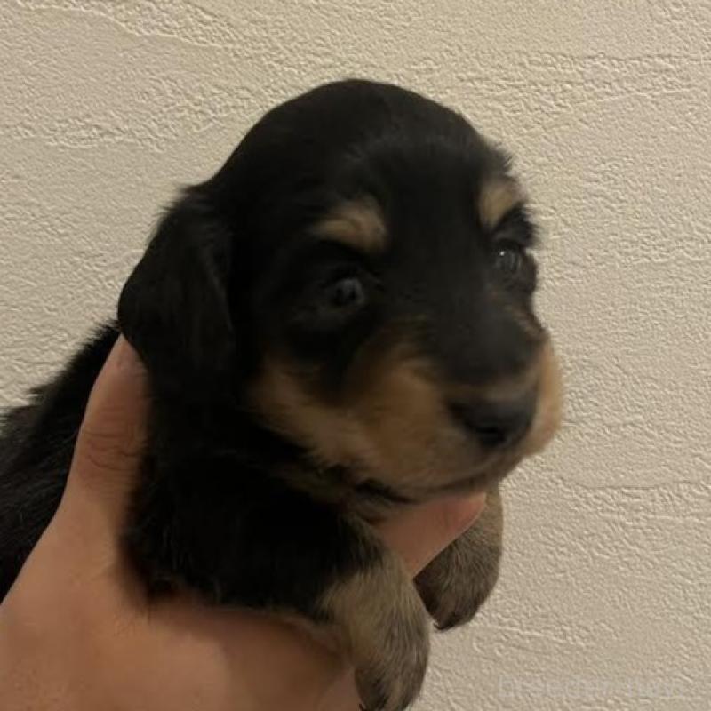 販売中の群馬県のカニンヘンダックスフンド(ロングヘアード)-426792の5枚目