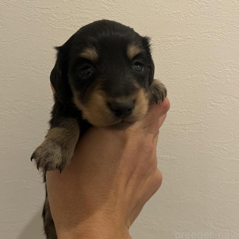 販売中の群馬県のカニンヘンダックスフンド(ロングヘアード)-426792の4枚目