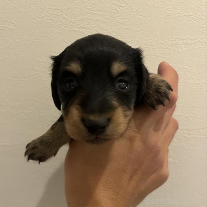 販売中の群馬県のカニンヘンダックスフンド(ロングヘアード)-426792の3枚目