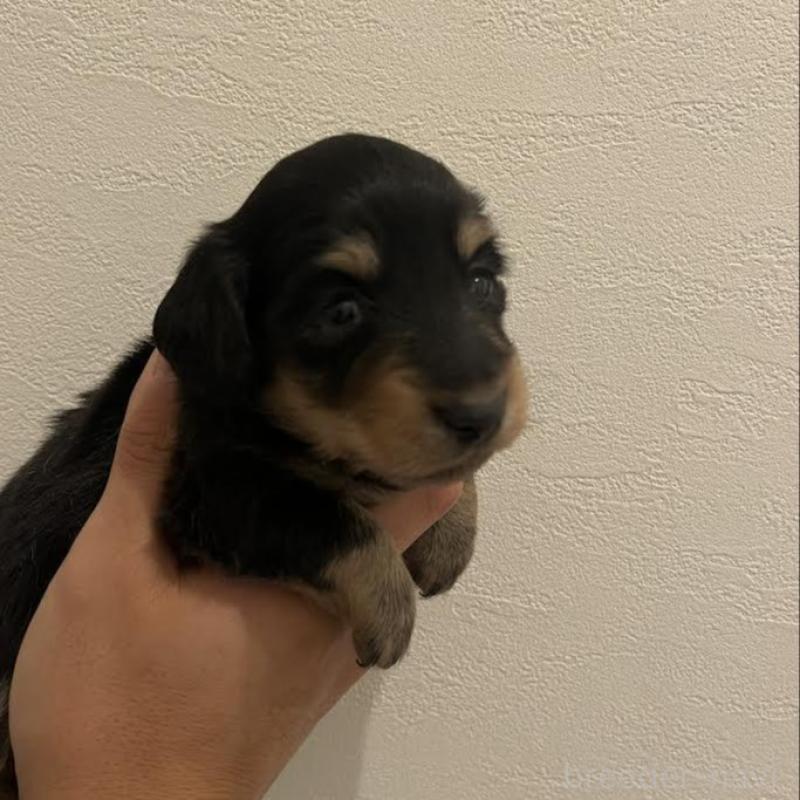 販売中の群馬県のカニンヘンダックスフンド(ロングヘアード)-426792の2枚目