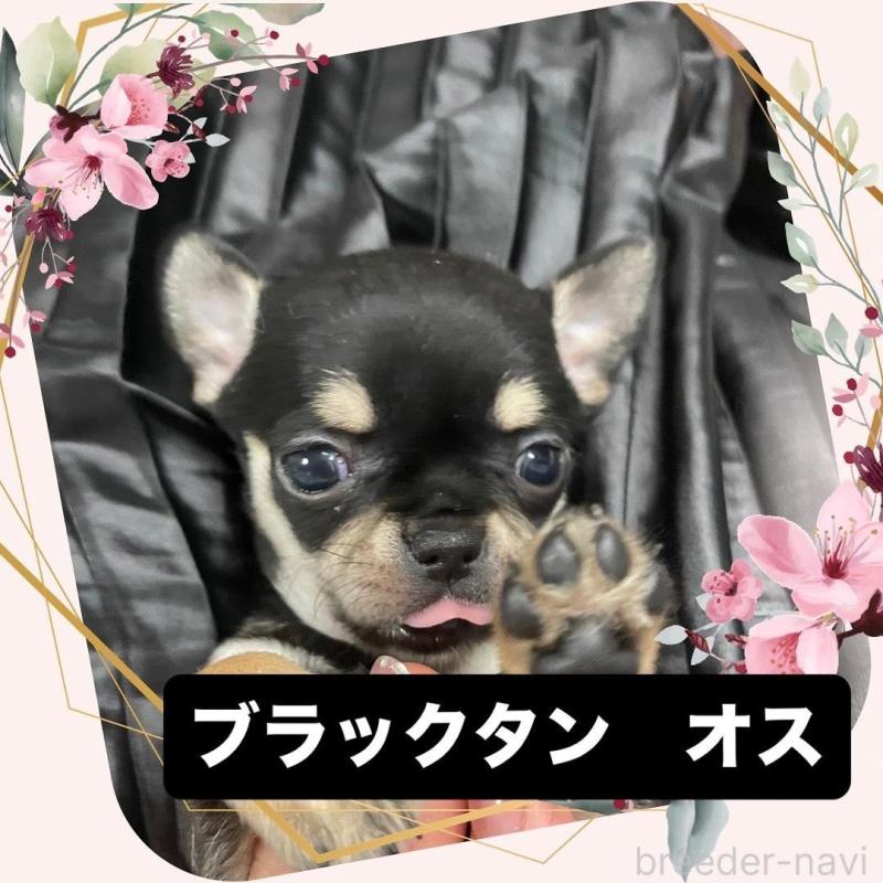 商談中の東京都のチワワ(ロングコート)-426793