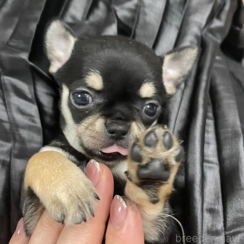 商談中の東京都のチワワ(ロングコート)-426793の5枚目