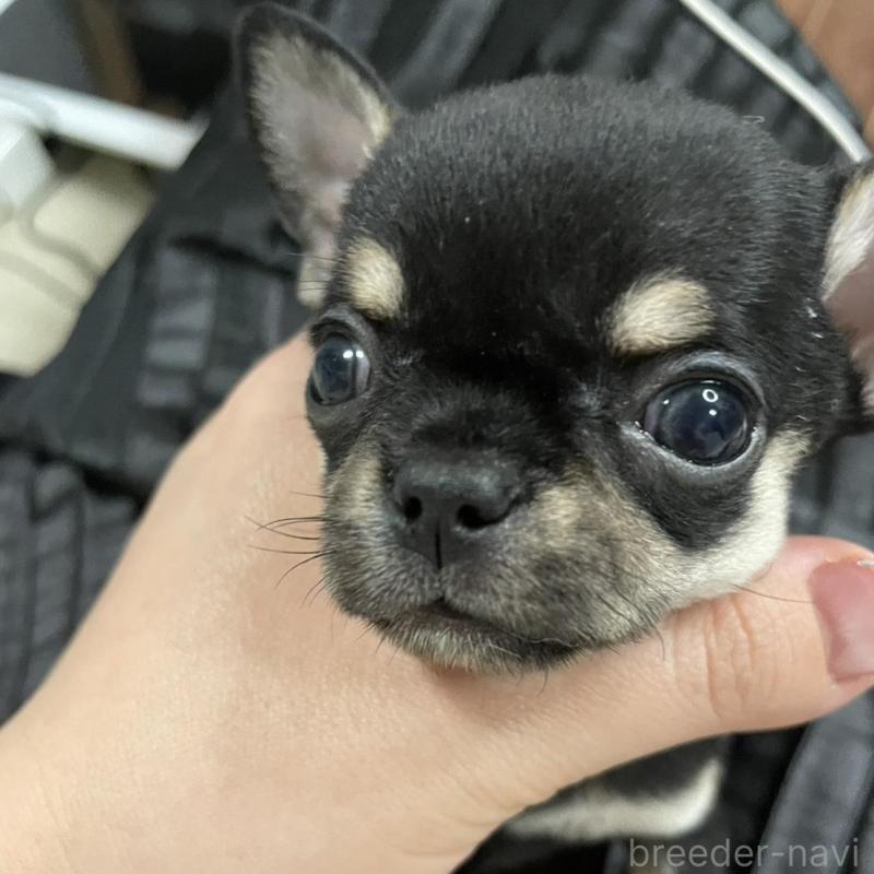 商談中の東京都のチワワ(ロングコート)-426793の2枚目