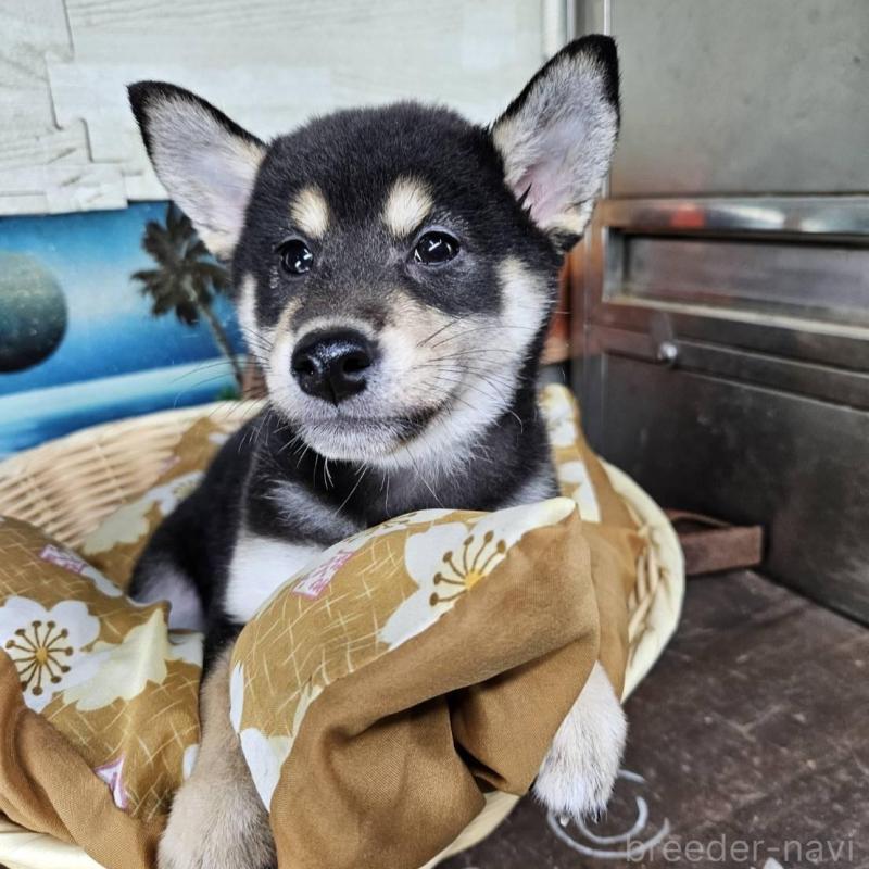 販売中の兵庫県の柴犬-426795の1枚目