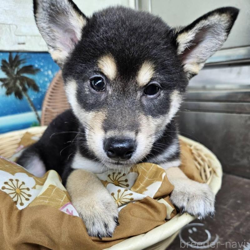 販売中の兵庫県の柴犬-426795の3枚目