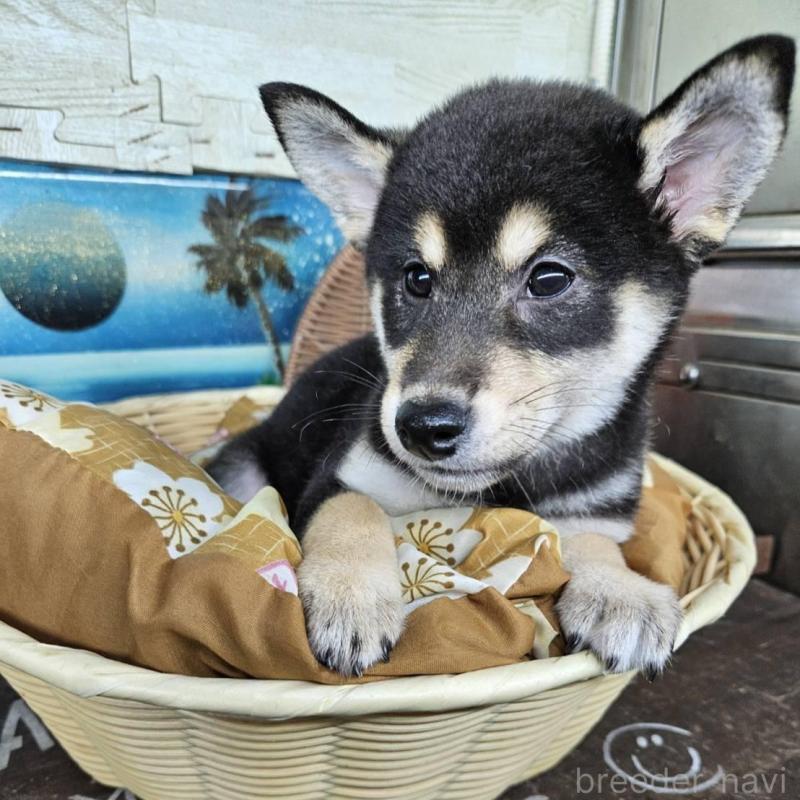 販売中の兵庫県の柴犬-426795の2枚目