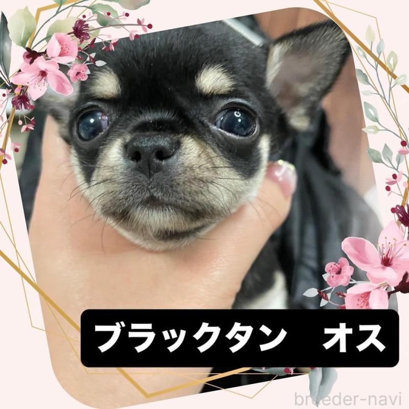 販売中の東京都のチワワ(ロングコート)-426794