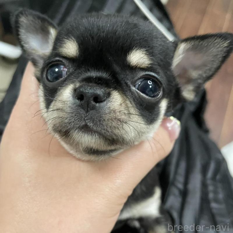 販売中の東京都のチワワ(ロングコート)-426794の5枚目