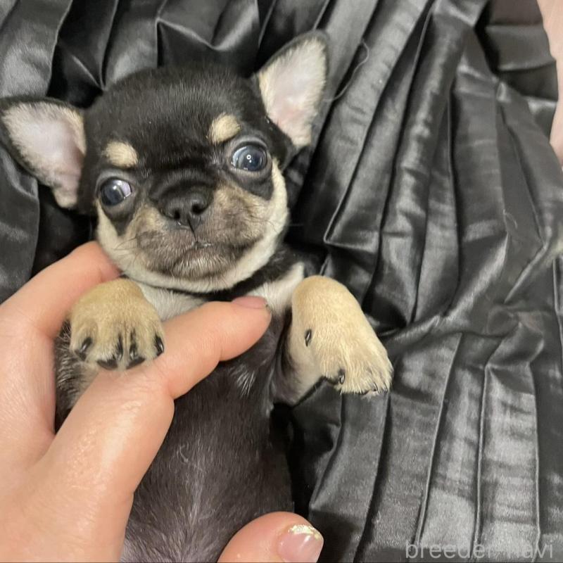 販売中の東京都のチワワ(ロングコート)-426794の4枚目