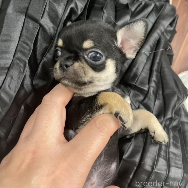 販売中の東京都のチワワ(ロングコート)-426794の3枚目