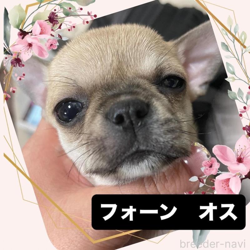 販売中の東京都のチワワ(ロングコート)-426796の1枚目