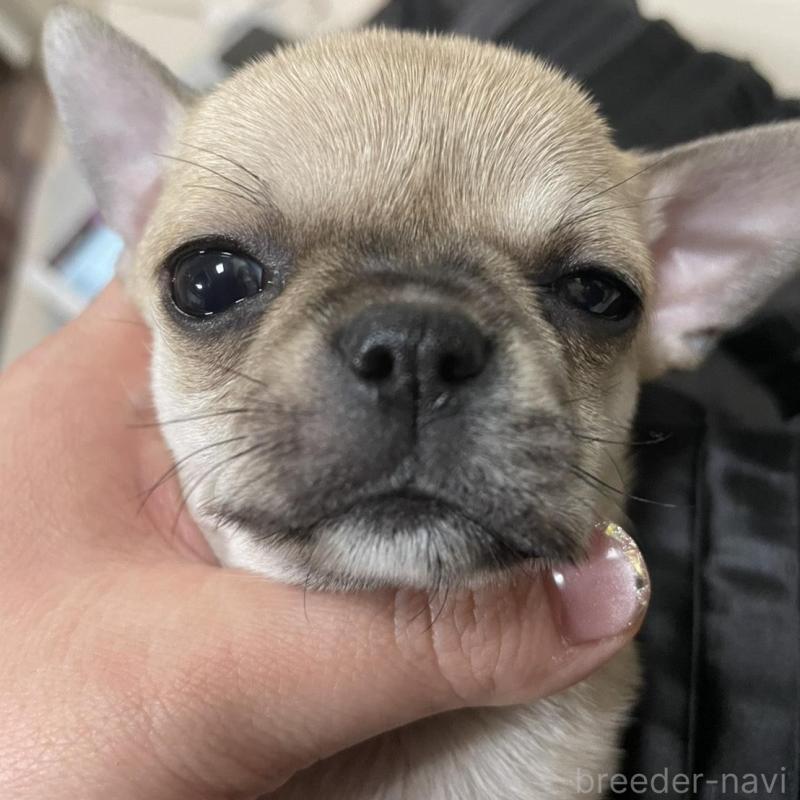 販売中の東京都のチワワ(ロングコート)-426796の2枚目