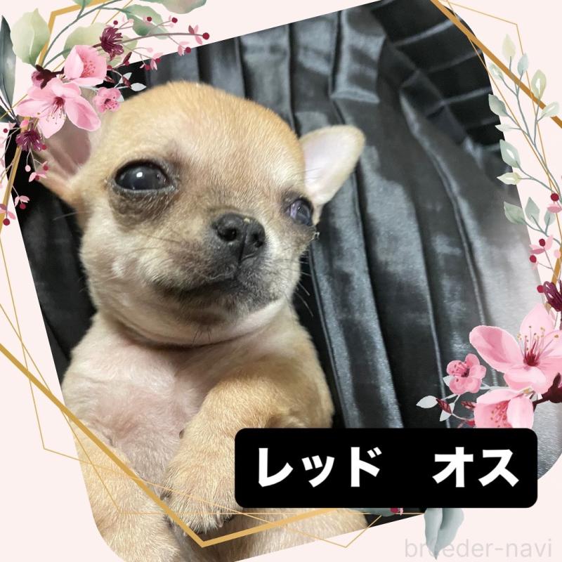 商談中の東京都のチワワ(ロングコート)-426797