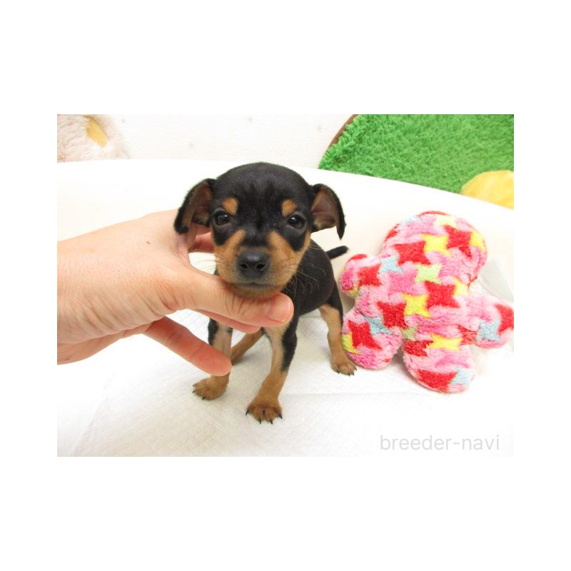 販売中の大阪府のミニチュアピンシャー(ミニピン)-426798の2枚目