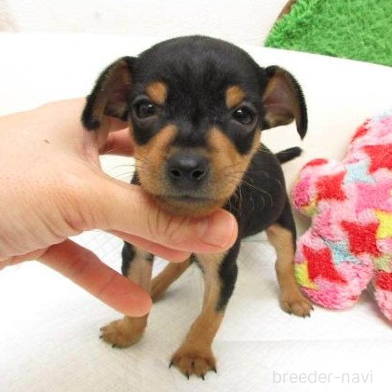 販売中の大阪府のミニチュアピンシャー(ミニピン)-426798の1枚目