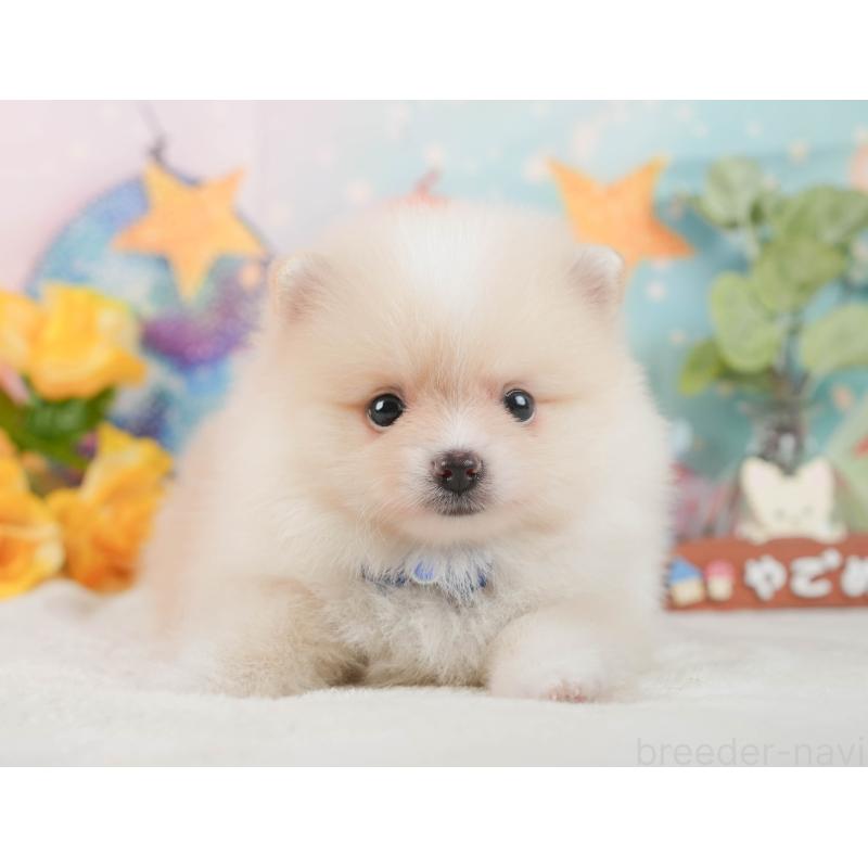 成約済の静岡県のポメラニアン-426803の15枚目