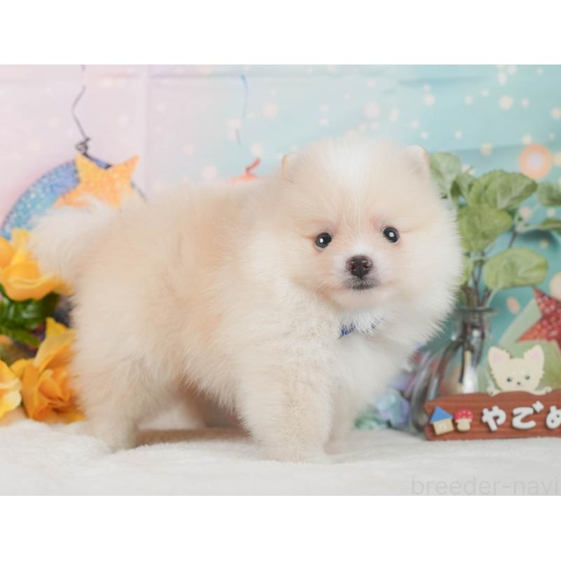 成約済の静岡県のポメラニアン-426803の14枚目