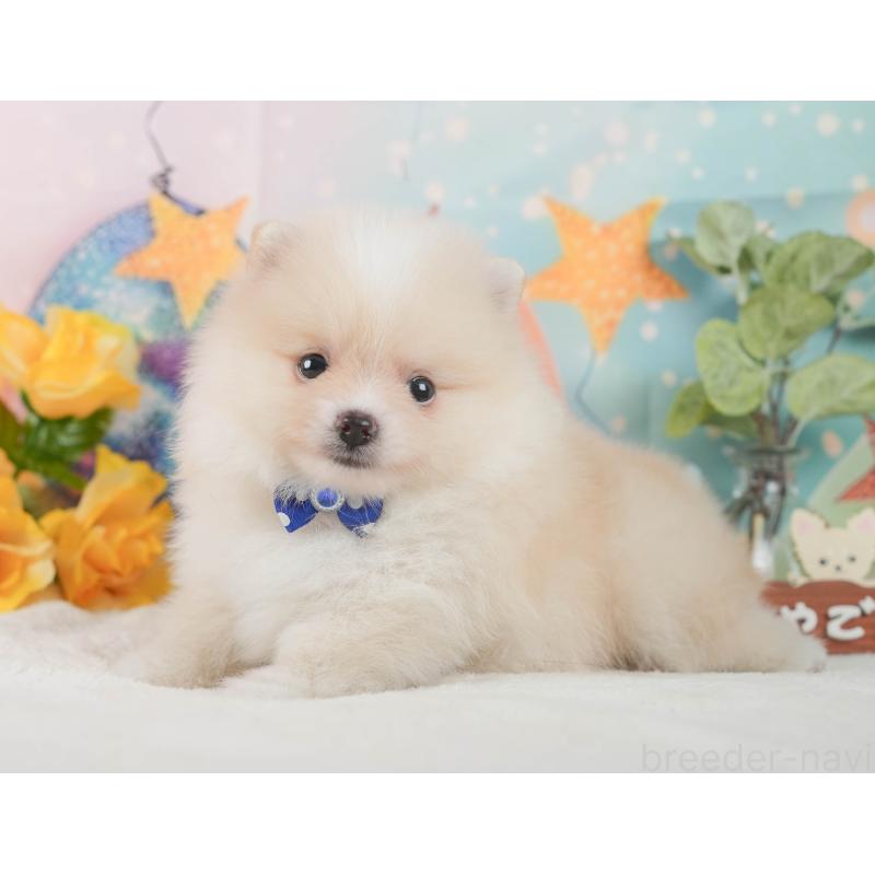 成約済の静岡県のポメラニアン-426803の13枚目