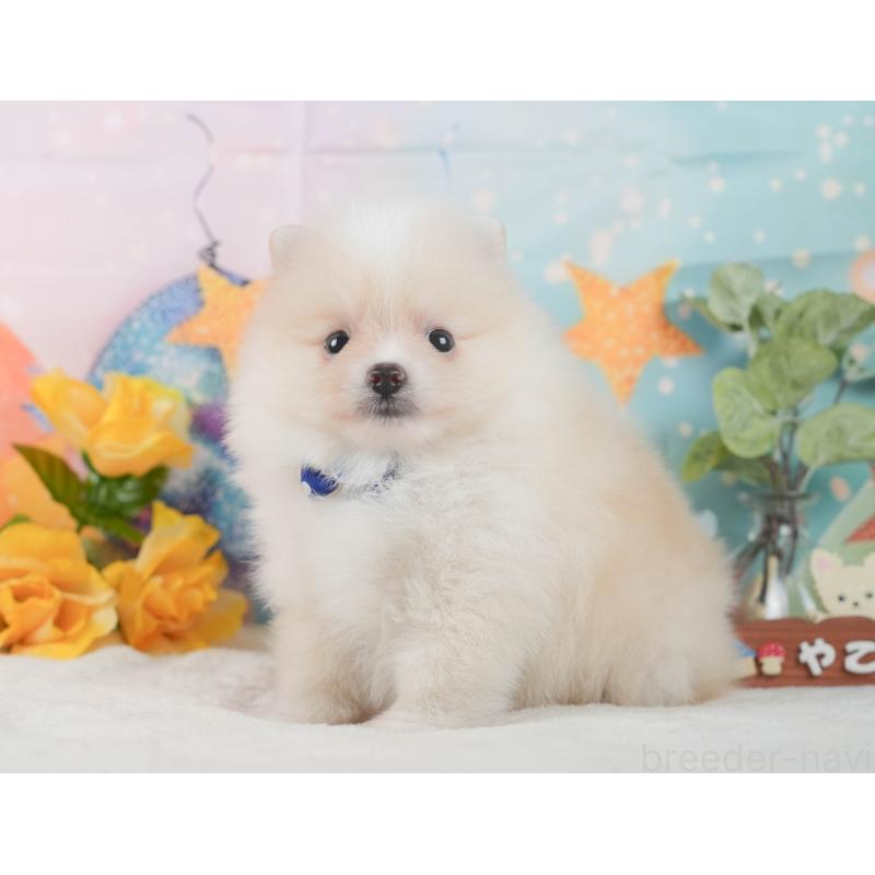 成約済の静岡県のポメラニアン-426803の12枚目