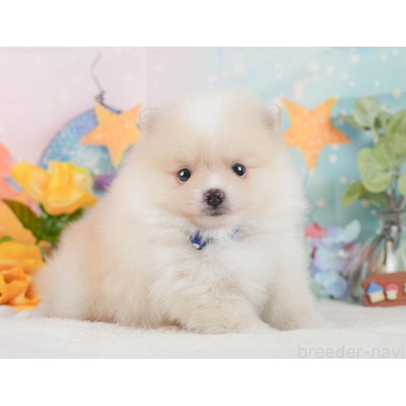 成約済の静岡県のポメラニアン-426803の11枚目