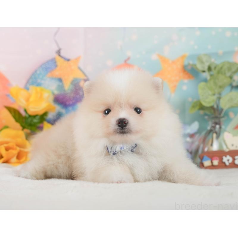 成約済の静岡県のポメラニアン-426803の10枚目