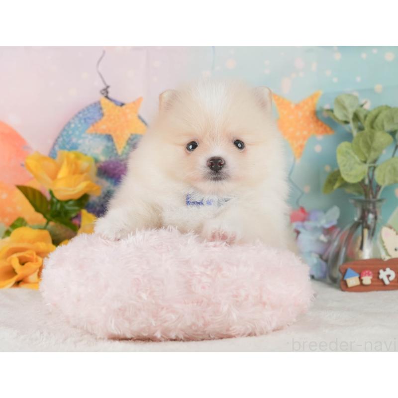 成約済の静岡県のポメラニアン-426803の9枚目