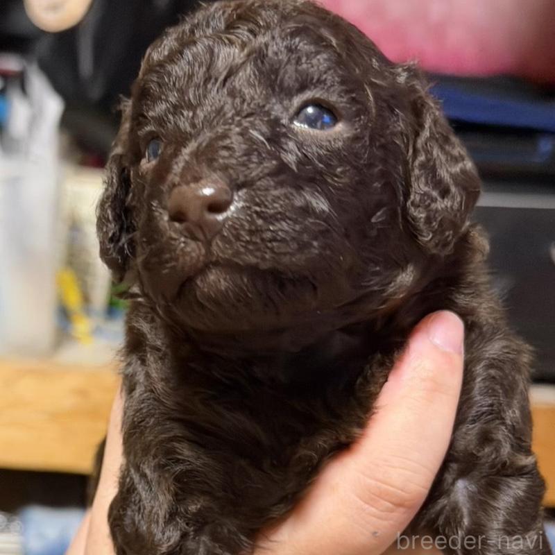 販売中の福岡県のトイプードル-426352