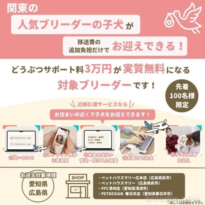 成約済の静岡県のポメラニアン-426803の6枚目