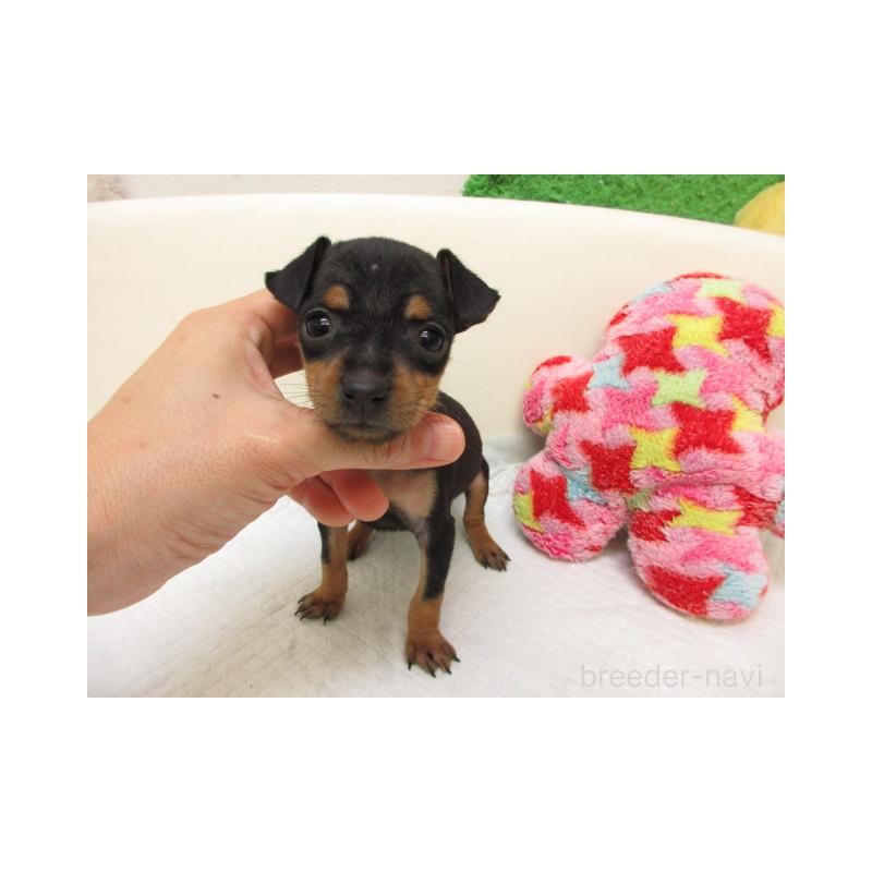 販売中の大阪府のミニチュアピンシャー(ミニピン)-426799の2枚目