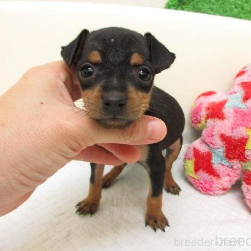 販売中の大阪府のミニチュアピンシャー(ミニピン)-426799