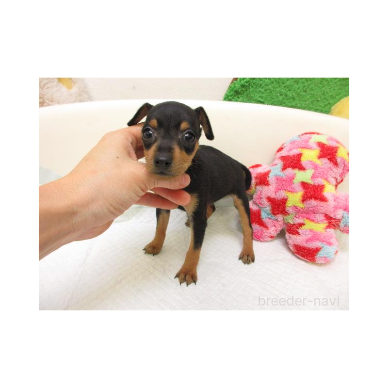 販売中の大阪府のミニチュアピンシャー(ミニピン)-426800の2枚目