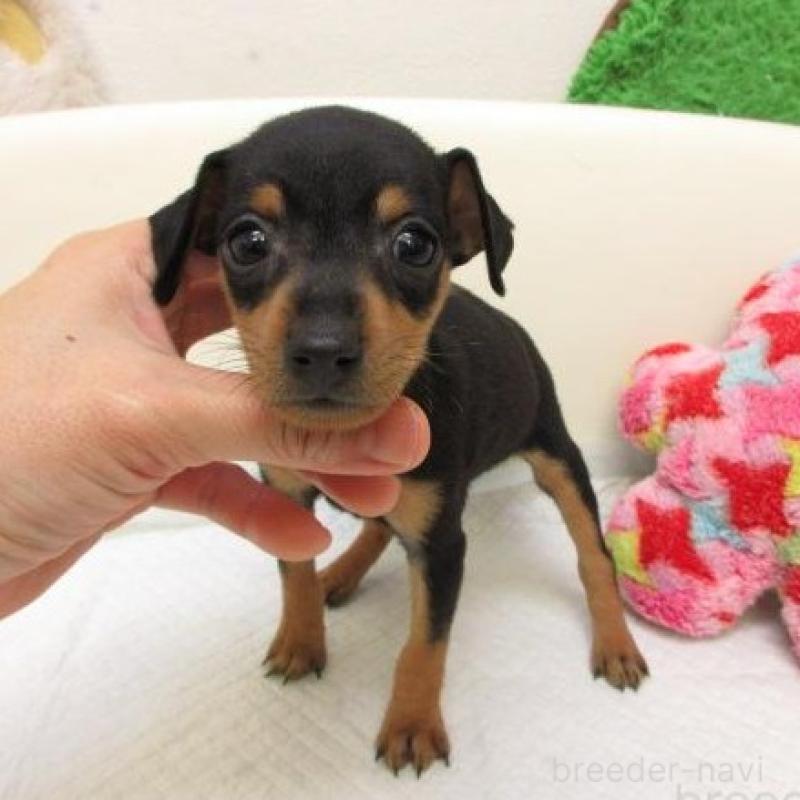 販売中の大阪府のミニチュアピンシャー(ミニピン)-426800