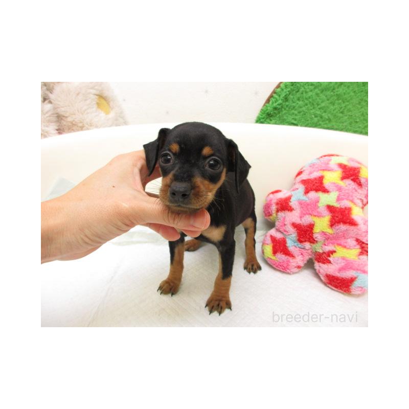 販売中の大阪府のミニチュアピンシャー(ミニピン)-426801の2枚目