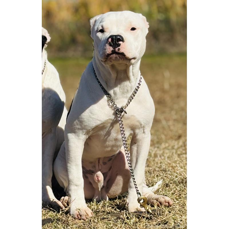 販売中の神奈川県のアメリカンピットブルテリア-392579