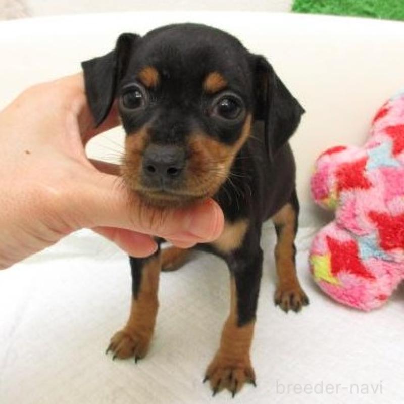 販売中の大阪府のミニチュアピンシャー(ミニピン)-426801