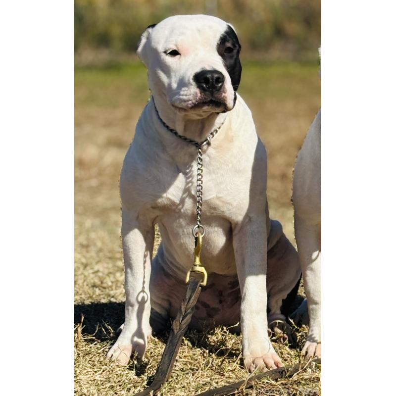 販売中の神奈川県のアメリカンピットブルテリア-390467