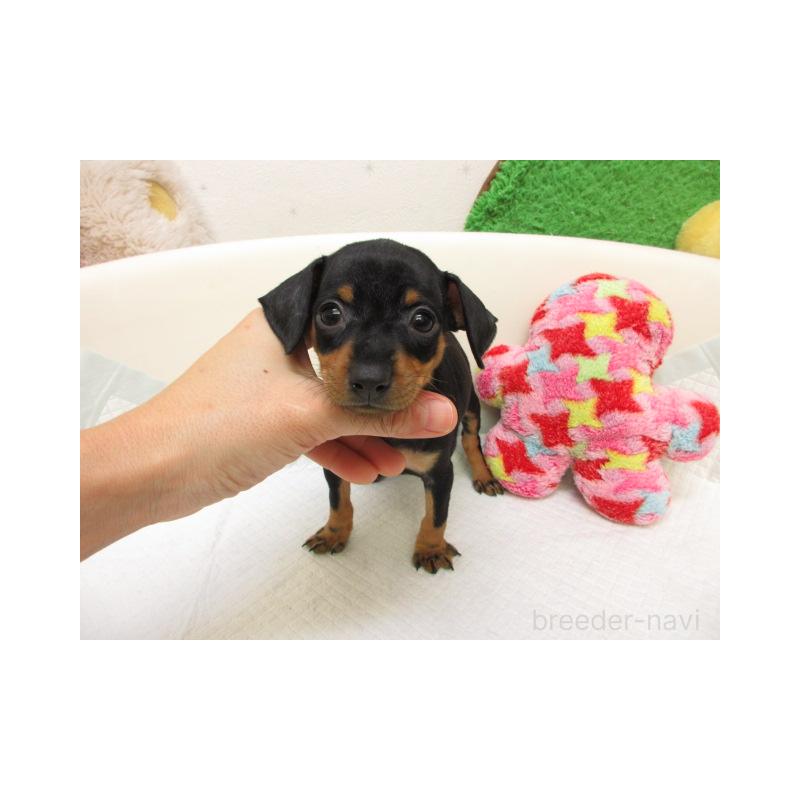 販売中の大阪府のミニチュアピンシャー(ミニピン)-426802の2枚目