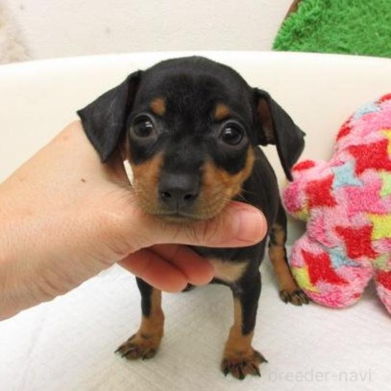 販売中の大阪府のミニチュアピンシャー(ミニピン)-426802