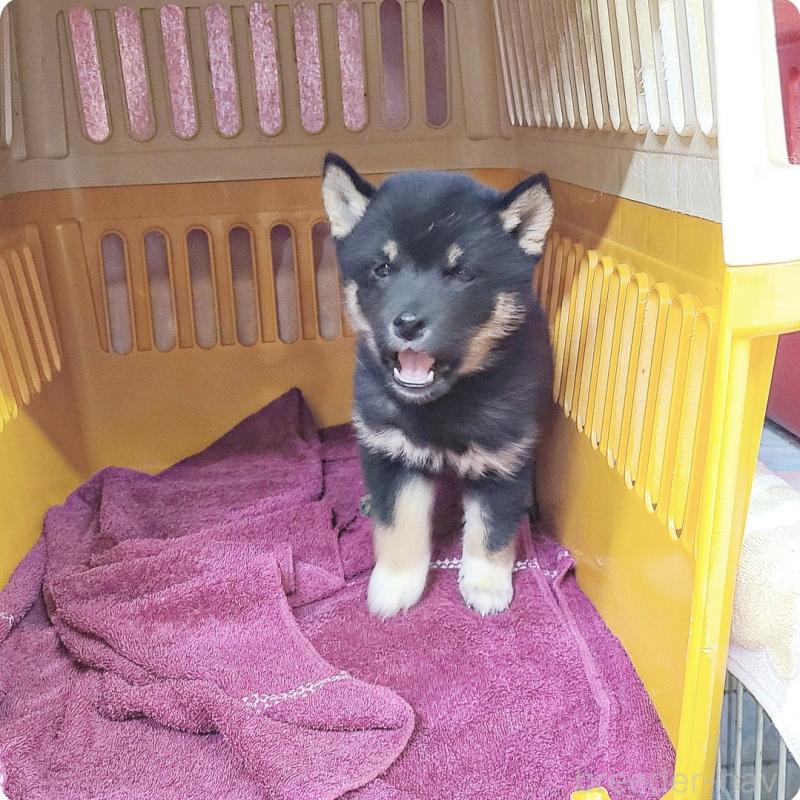 販売中の神奈川県の豆柴-426805の6枚目