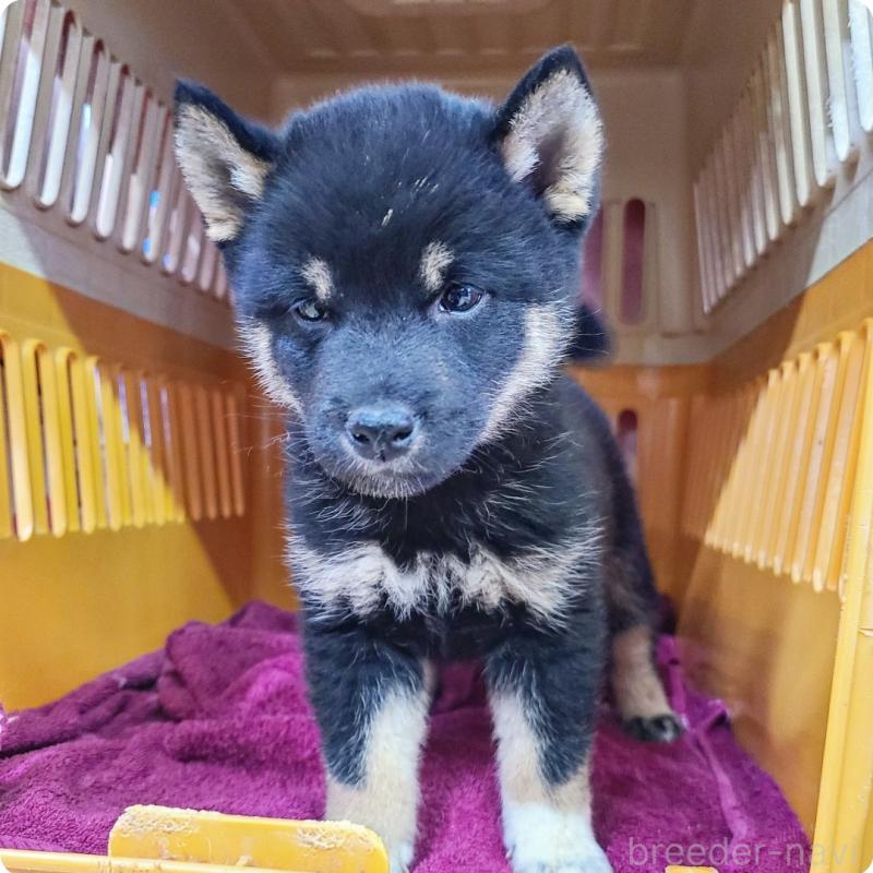 販売中の神奈川県の豆柴-426805の5枚目