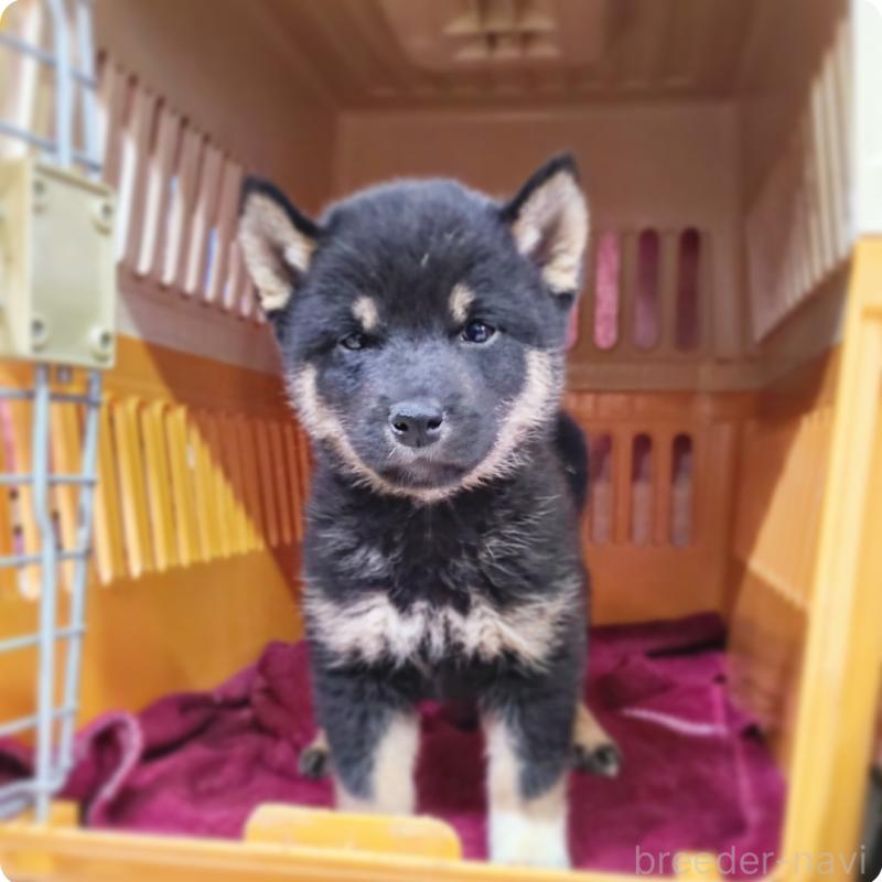 販売中の神奈川県の豆柴-426805の4枚目