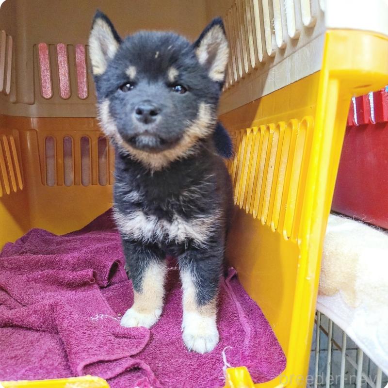 販売中の神奈川県の豆柴-426805の3枚目