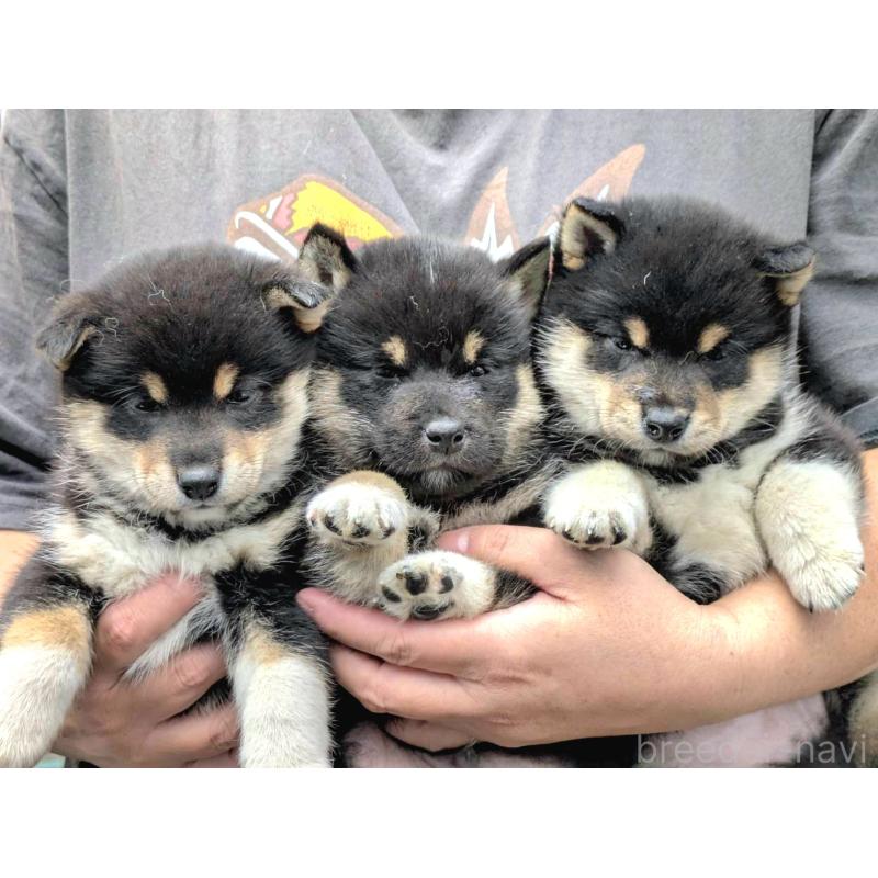 販売中の神奈川県の豆柴-426805の2枚目