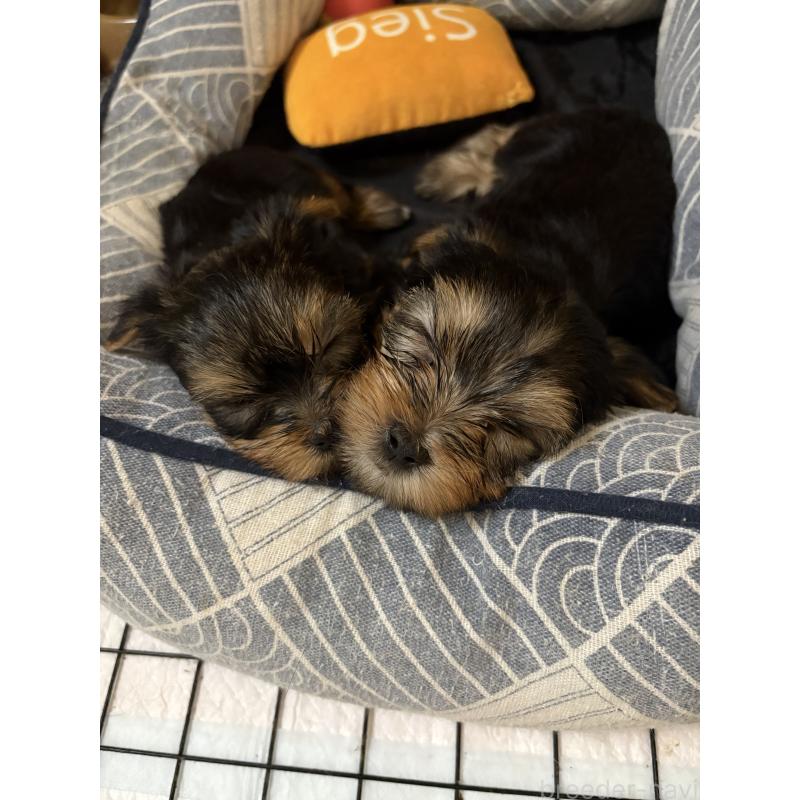 販売中の愛知県のヨークシャーテリア-422335の9枚目