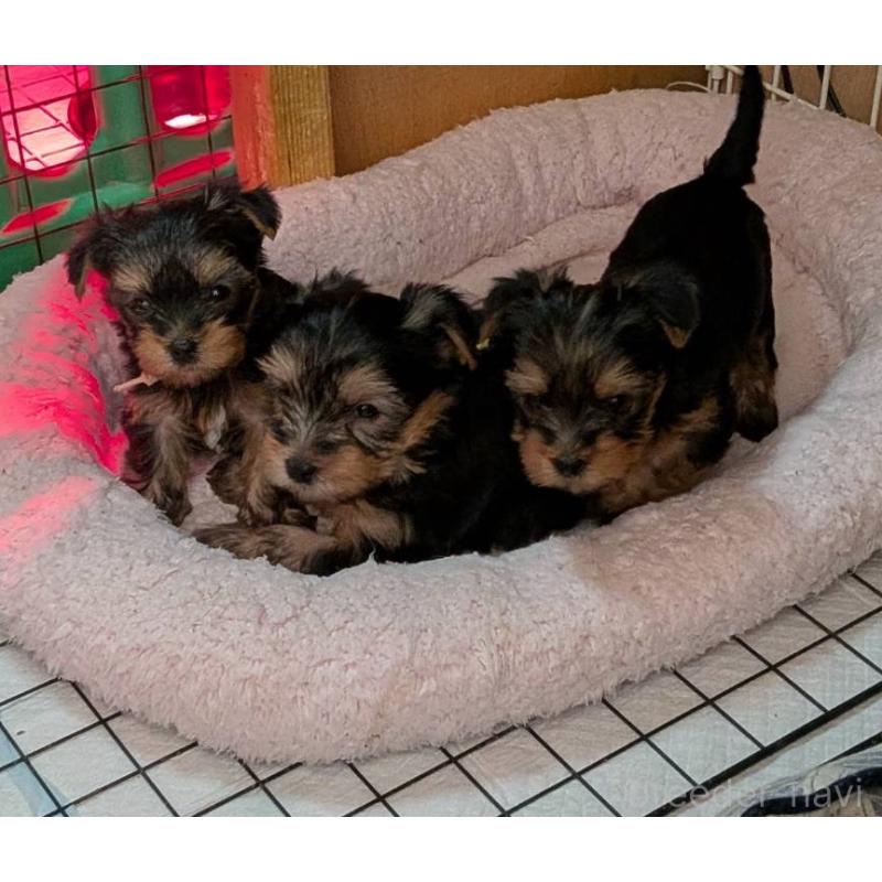 販売中の愛知県のヨークシャーテリア-422335の8枚目