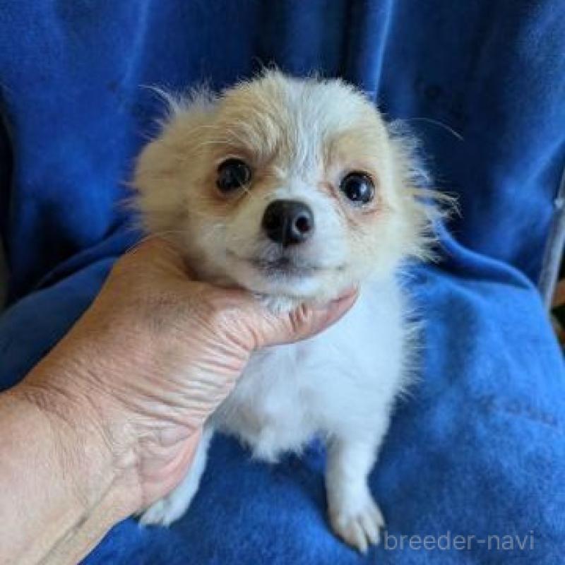 販売中の鹿児島県のポメチワ:ポメラニアン×チワワ-426804
